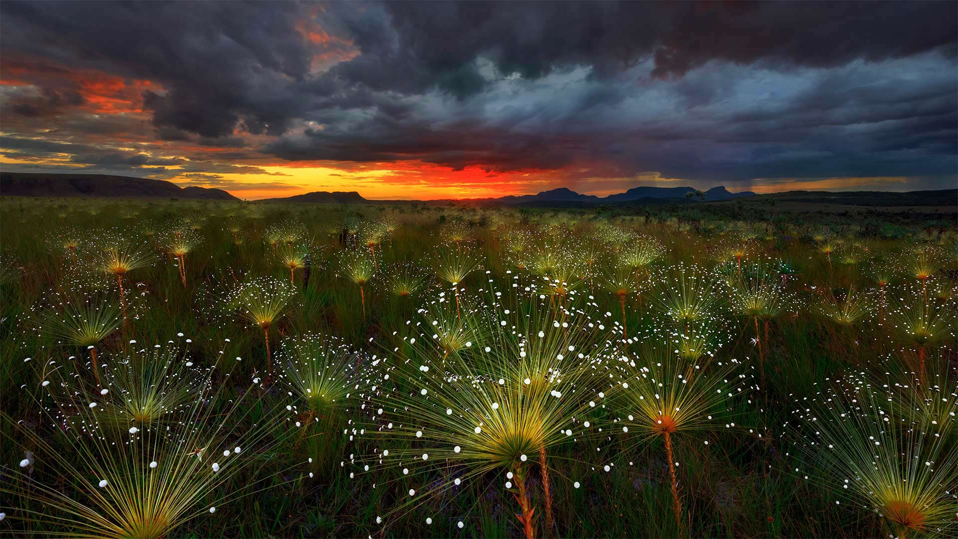 日落时的Paepalanthus花，巴西Chapada dos Veadeiros国家公园 (© Marcio Cabral/Getty Images)(Bing China)