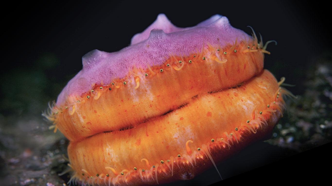 Pétoncle rose (Chlamys rubida) en train de nager (© Marty Snyderman/Corbis)(Bing France)