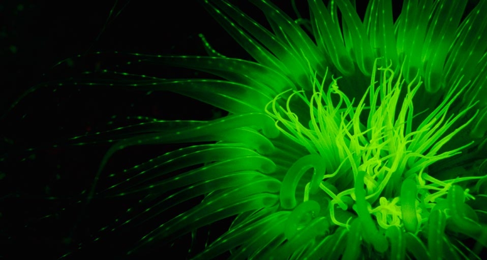 千手佛珊瑚 (© Stuart Westmorland/Corbis) &copy; (Bing China)