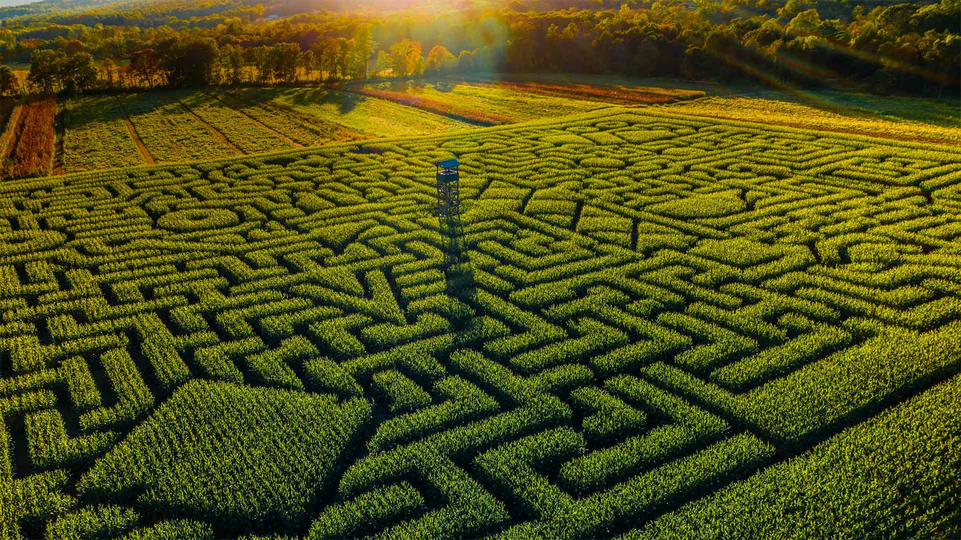 克林格尔农场的Mazezilla玉米田迷宫，宾夕法尼亚州  (© Alex Potemkin/Getty Images)(Bing China)