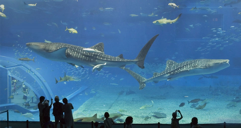 ｢沖縄美ら海水族館｣沖縄, 備瀬 -- JTB Photo/Photolibrary &copy; (Bing Japan)