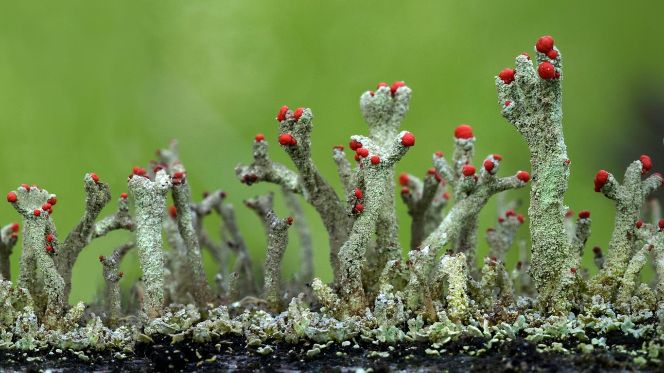 Cladonia floerkeana lichen growth in Eifel, Germany (© Jean Claessens/Corbis)(Bing Canada)