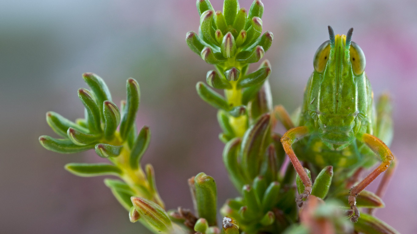 Grasshopper hides out on Jonaskop, a mountain in South Africa (© Piotr Naskrecki/Corbis)(Bing Canada)