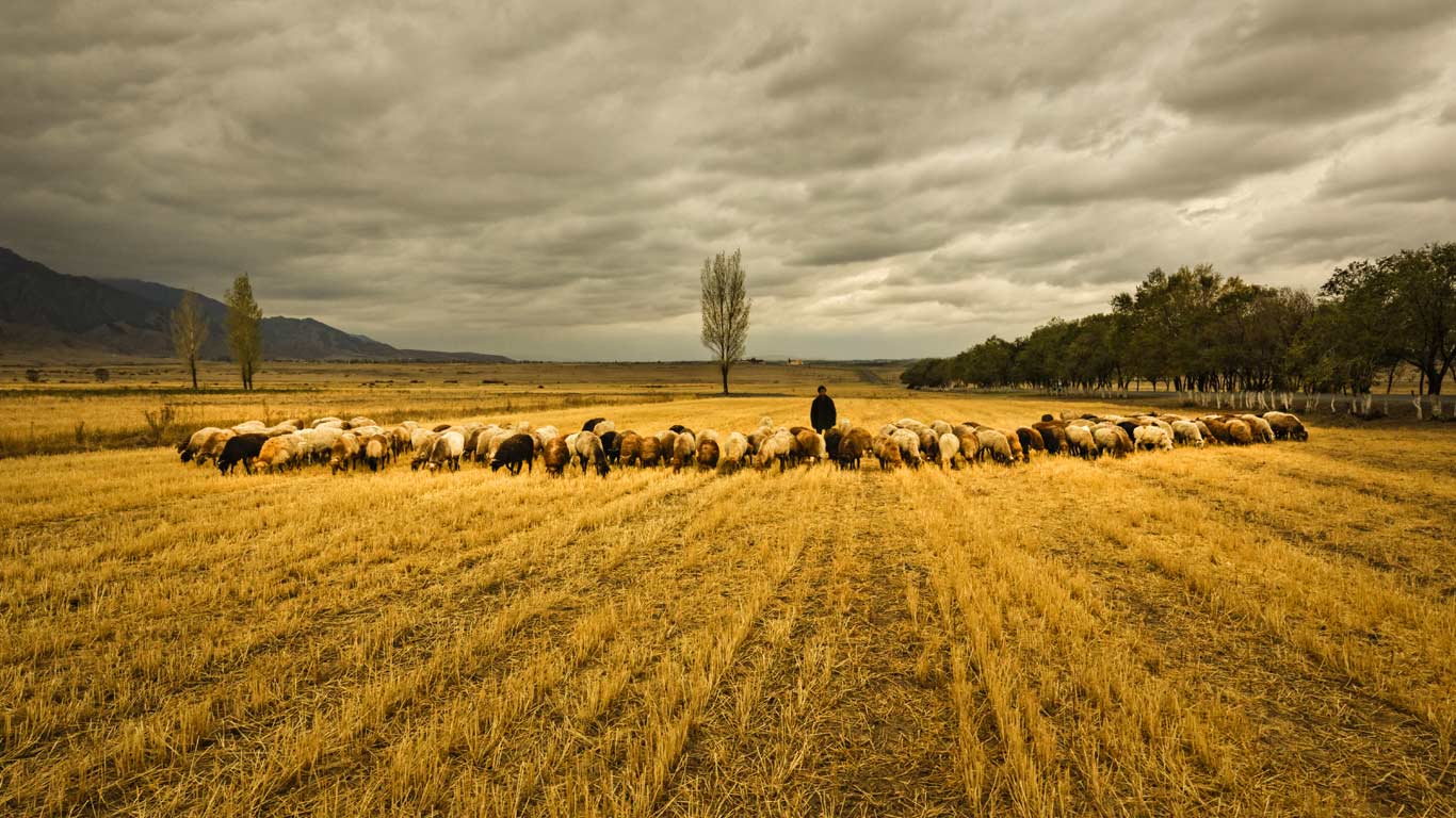牧羊 (© Yang Liu/Corbis)(Bing China)