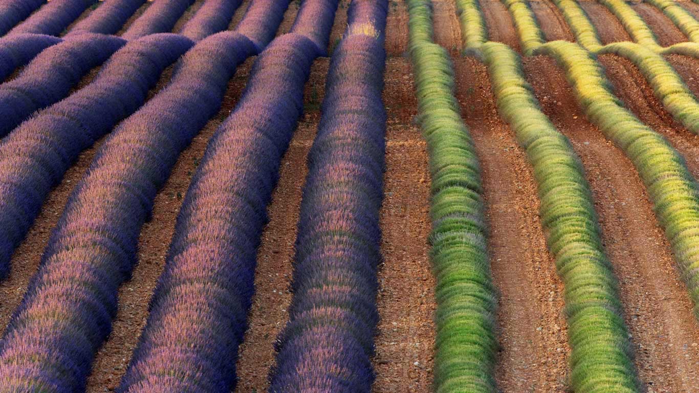瓦朗索勒薰衣草田，法国普罗旺斯 (© Frank Krahmer/Panorama Stock)(Bing China)