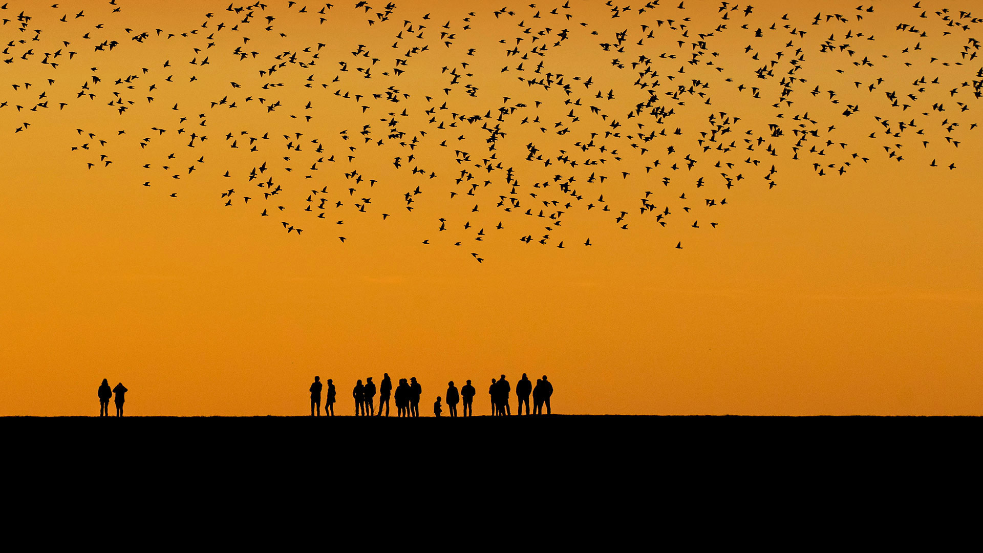 秋季在湿地上空迁徙的椋鸟群 (© Viking/Alamy)(Bing China)