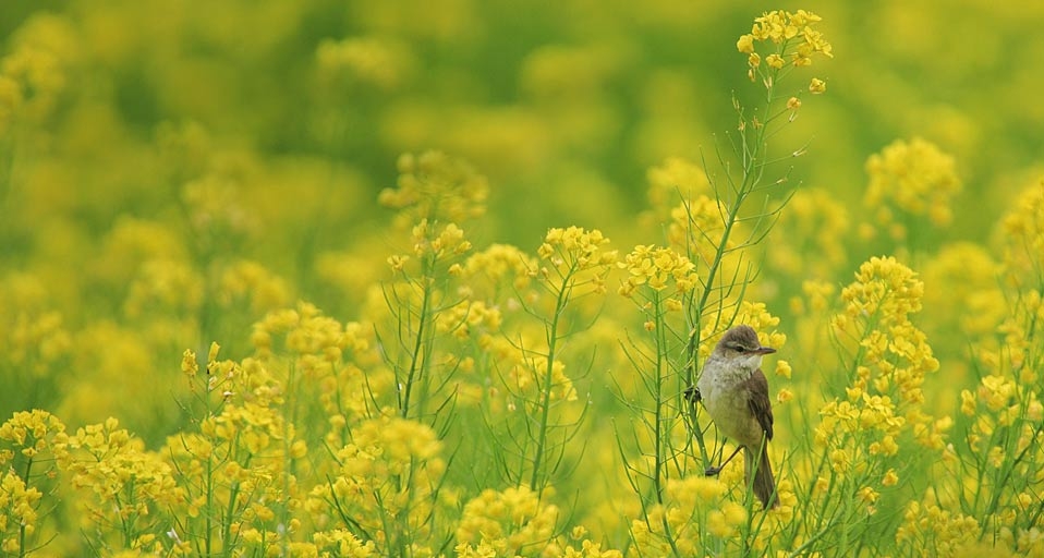 在日本长野县拍摄到的大苇莺 -- JTB Photo/Japan Travel Bureau/Photolibrary &copy; (Bing China)