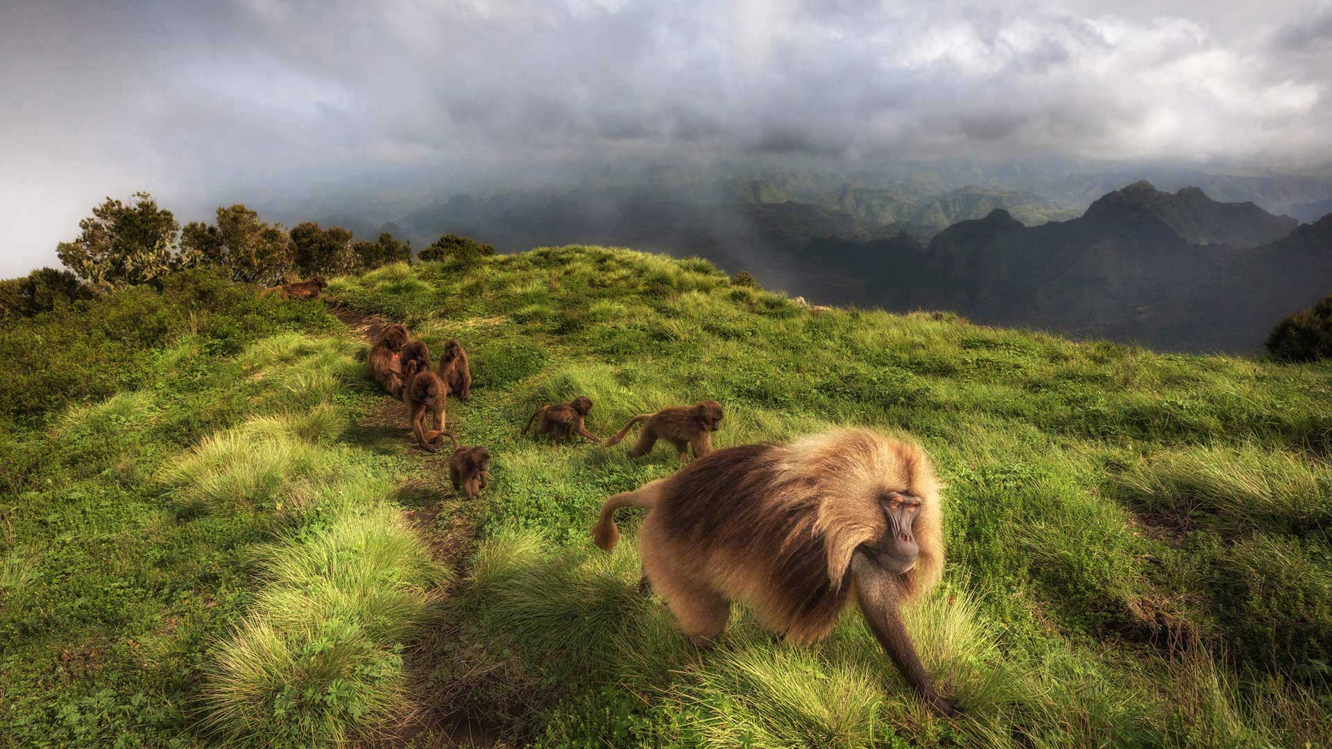 瑟门山国家公园里的狮尾狒狒，埃塞俄比亚北部 (© Marco Gaiotti/plainpicture)(Bing China)