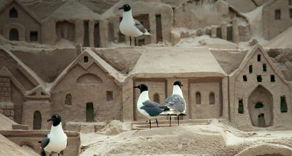 Black-headed seagulls populate an elaborately carved sand sculpture on a beach at Ocean City, Maryland -- Kevin Fleming/Corbis &copy; (Bing Canada)