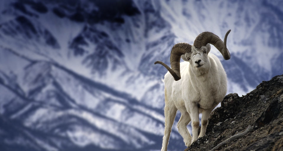 它们很惬意：加拿大克卢恩国家公园悠闲的大角羊 -- Michael S Quinton/Photolibrary &copy; (Bing China)
