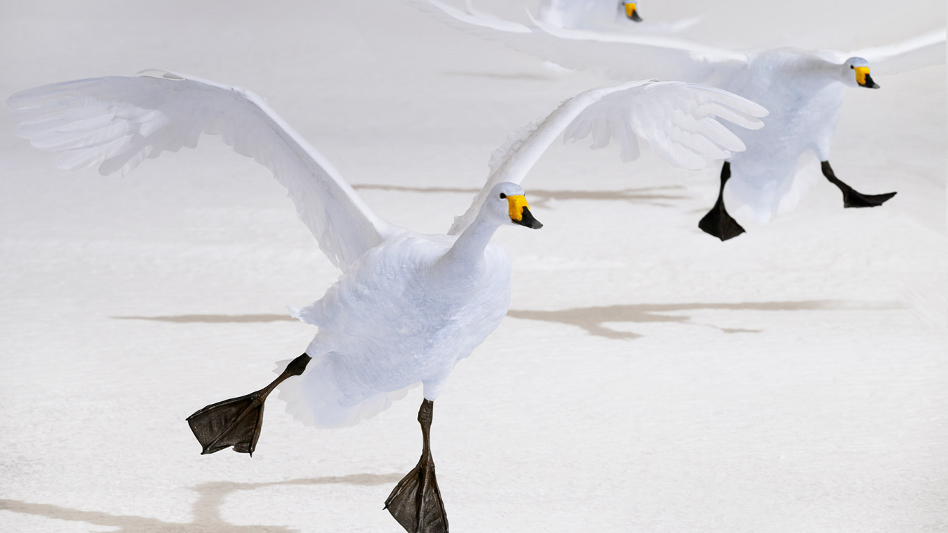 屈斜路湖的大天鹅，日本北海道 (© Ocean/Corbis)(Bing China)