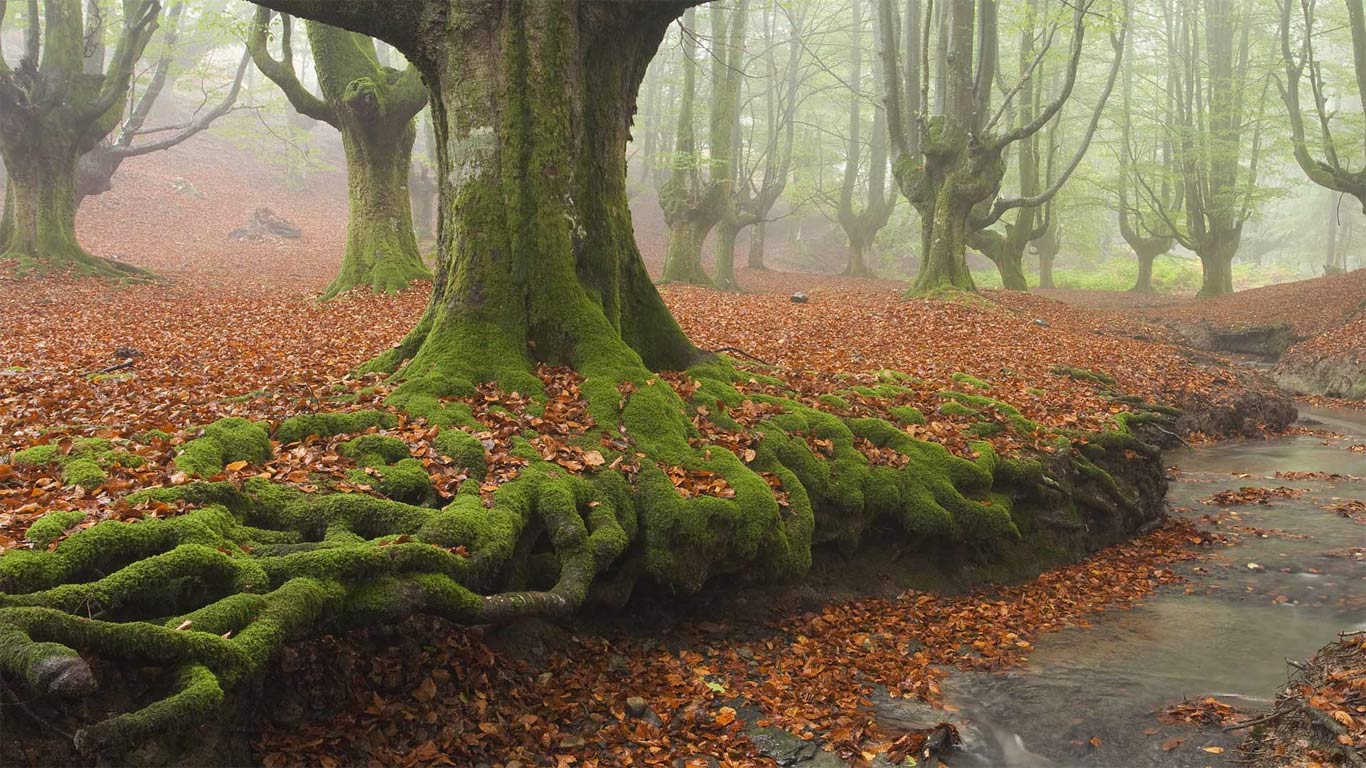 ｢ゴルベア自然公園｣スペイン, バスク自治州 (© Rosa Isabel Vazquez/plainpicture)(Bing Japan)