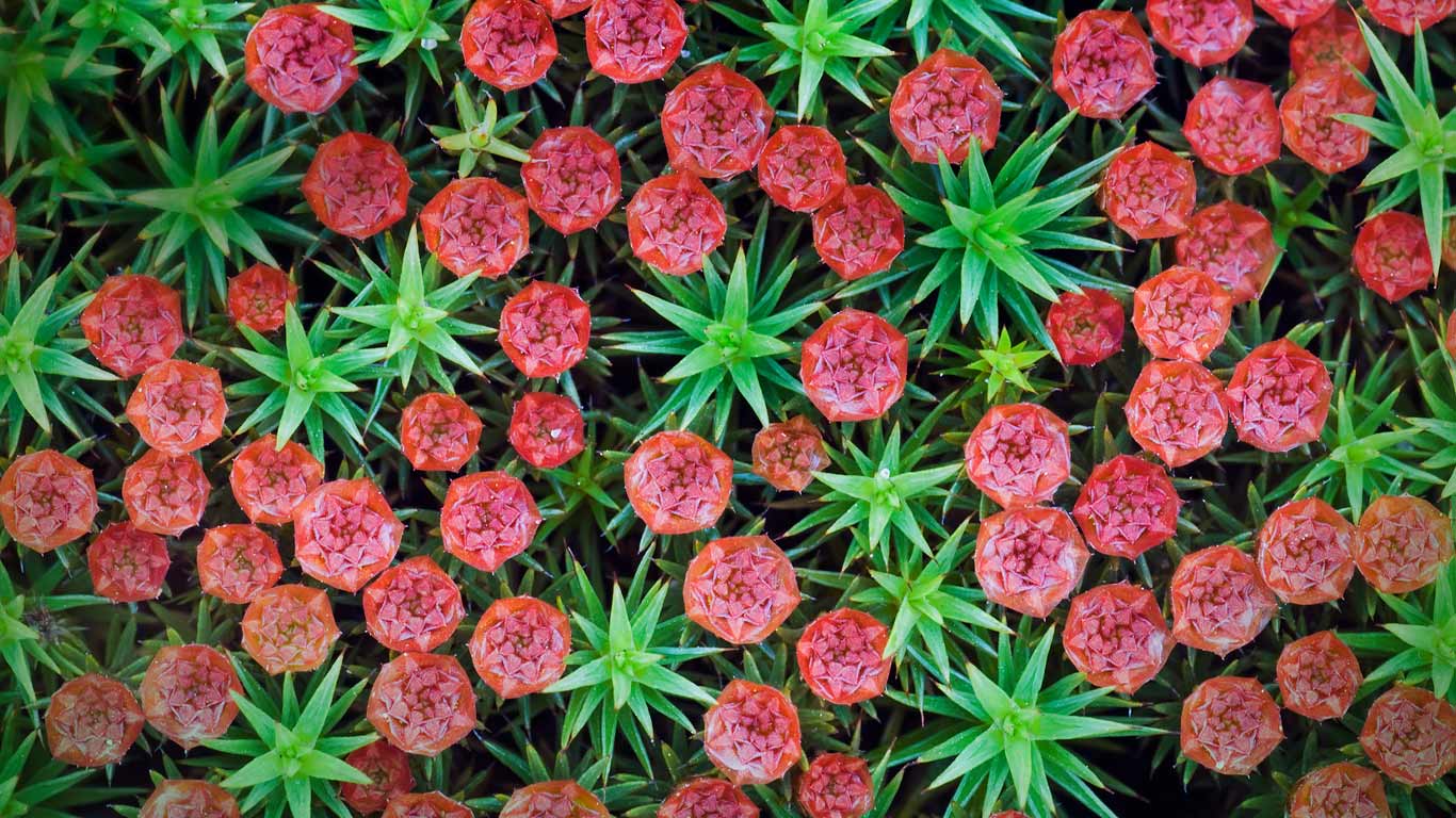 Bristly haircap moss (Polytrichum piliferum), Nijmegen, Netherlands (© Misja Smits/Minden Pictures)(Bing Canada)