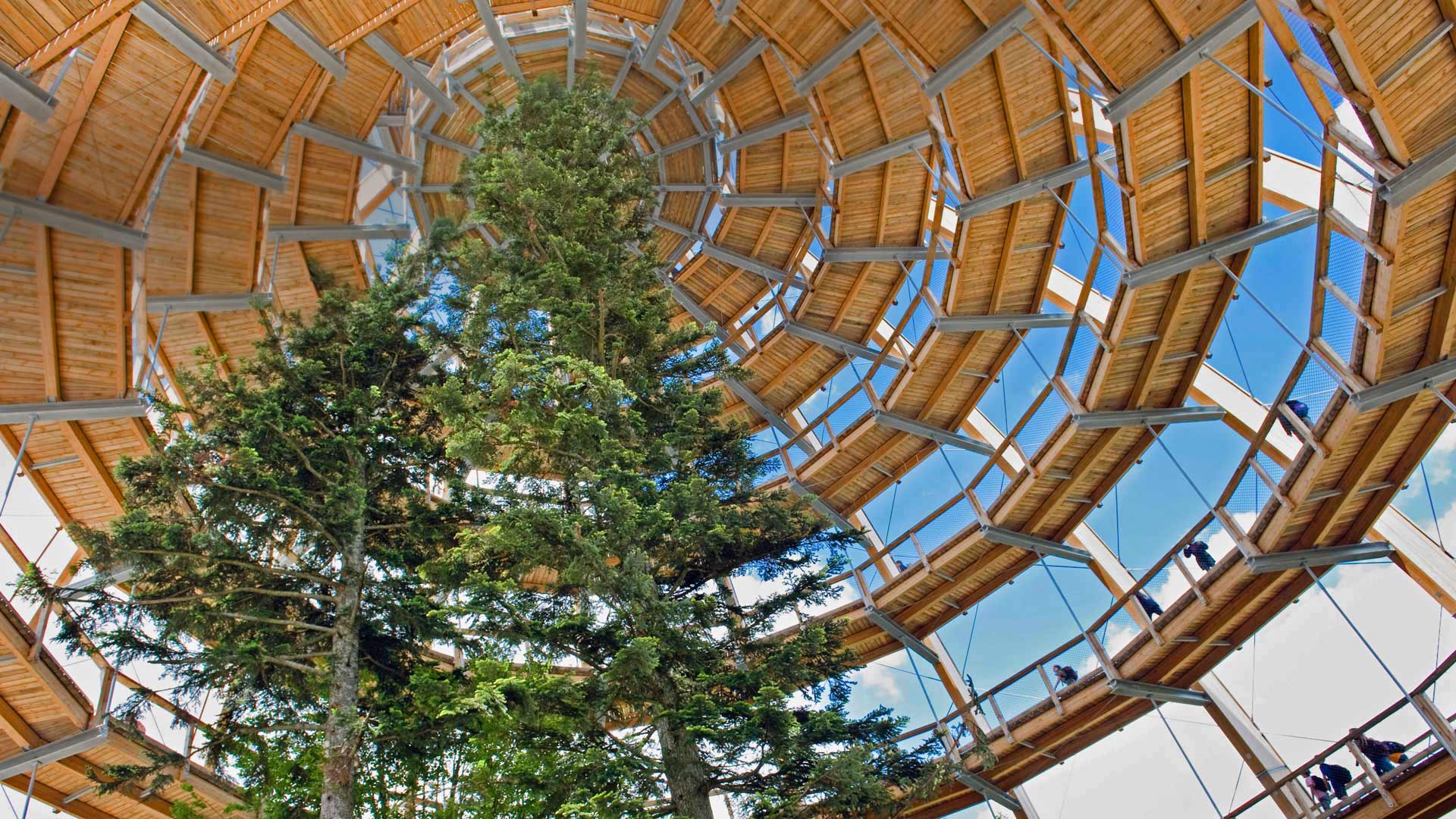 巴伐利亚森林国家公园的树梢步道，德国诺伊舍瑙 (© imageBROKER/Alamy)(Bing China)