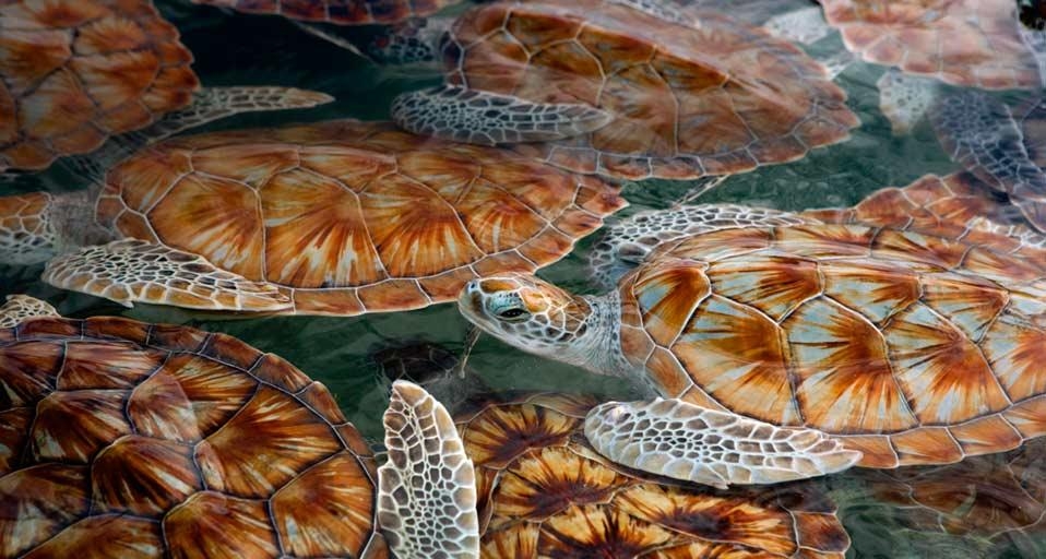 大开曼岛的幼年绿海龟 (© Stephen Frink/Corbis) &copy; (Bing China)