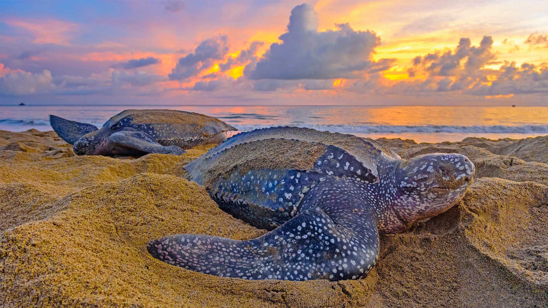 特立尼达和多巴哥的棱皮龟 (© Shane P. White/Minden Pictures)(Bing China)