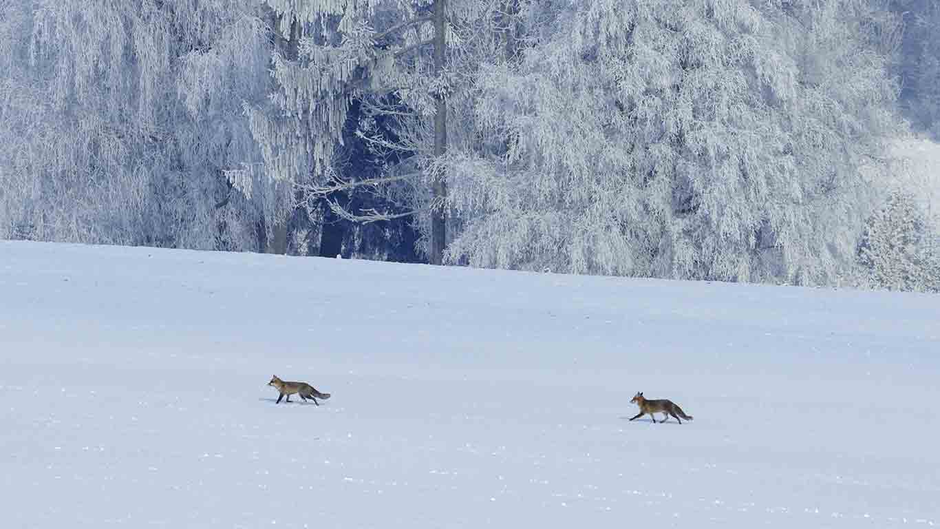 Renards en balade dans la neige, Vosges, France (© Fabrice Cahez/Minden Pictures)(Bing France)