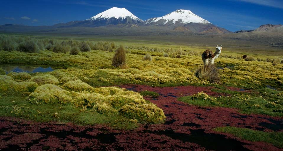 玻利维亚萨哈马国家公园 -- Patrick Escudero/Corbis &copy; (Bing China)