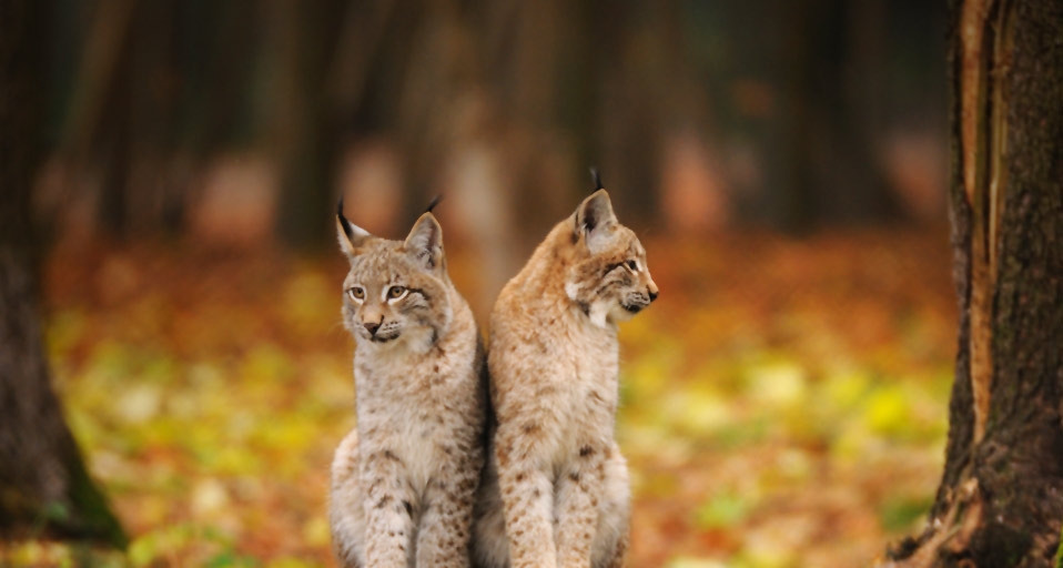 Zwei Luchse im Nationalpark Bayerischer Wald – David & Micha Sheldon/F1 Online/Photolibrary &copy; (Bing Germany)