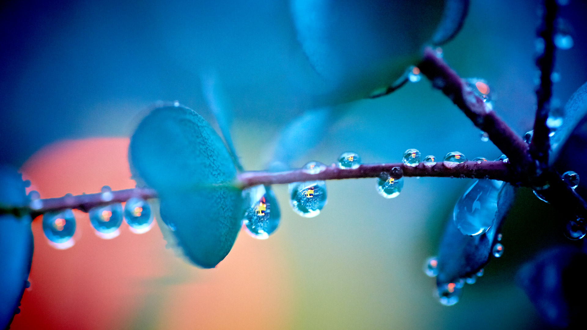 ｢雨上がりのユーカリの木｣広島 (© AFROG DESIGN UNIT/Getty Images)(Bing Japan)