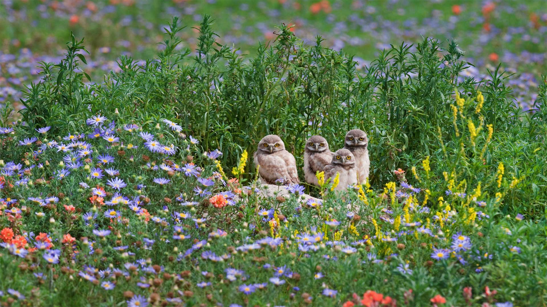 花丛中的小穴鸮们，美国科罗拉多州 (© Roberta Olenick/Alamy)(Bing China)