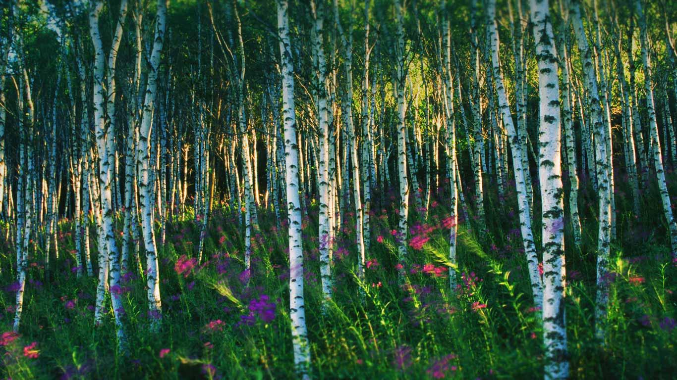 坝上地区的白桦林 (© Li Shao Bai/Redlink/Corbis)(Bing China)