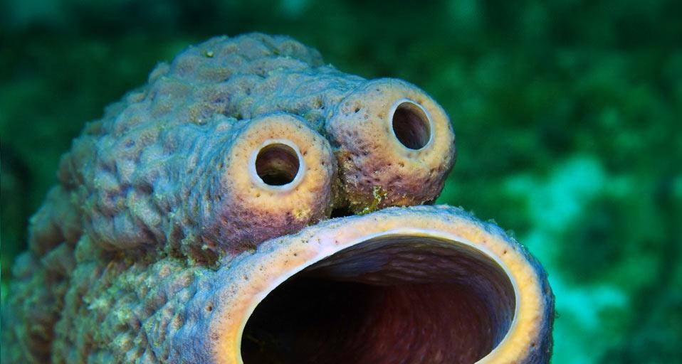 炉管海绵形成的天然脸 (© Mauricio Handler/Corbis) &copy; (Bing China)
