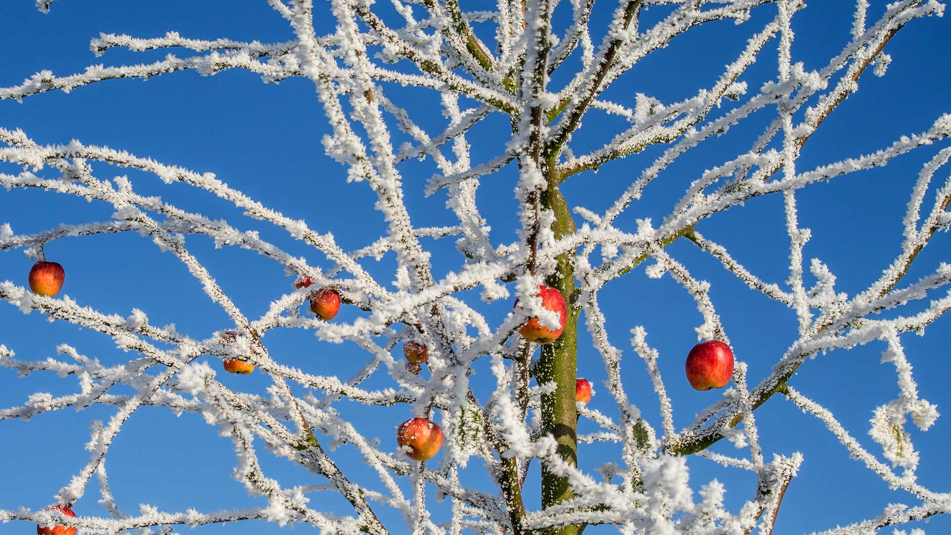 ｢冬のリンゴの木｣ (© Chris Stein/Getty Images)(Bing Japan)