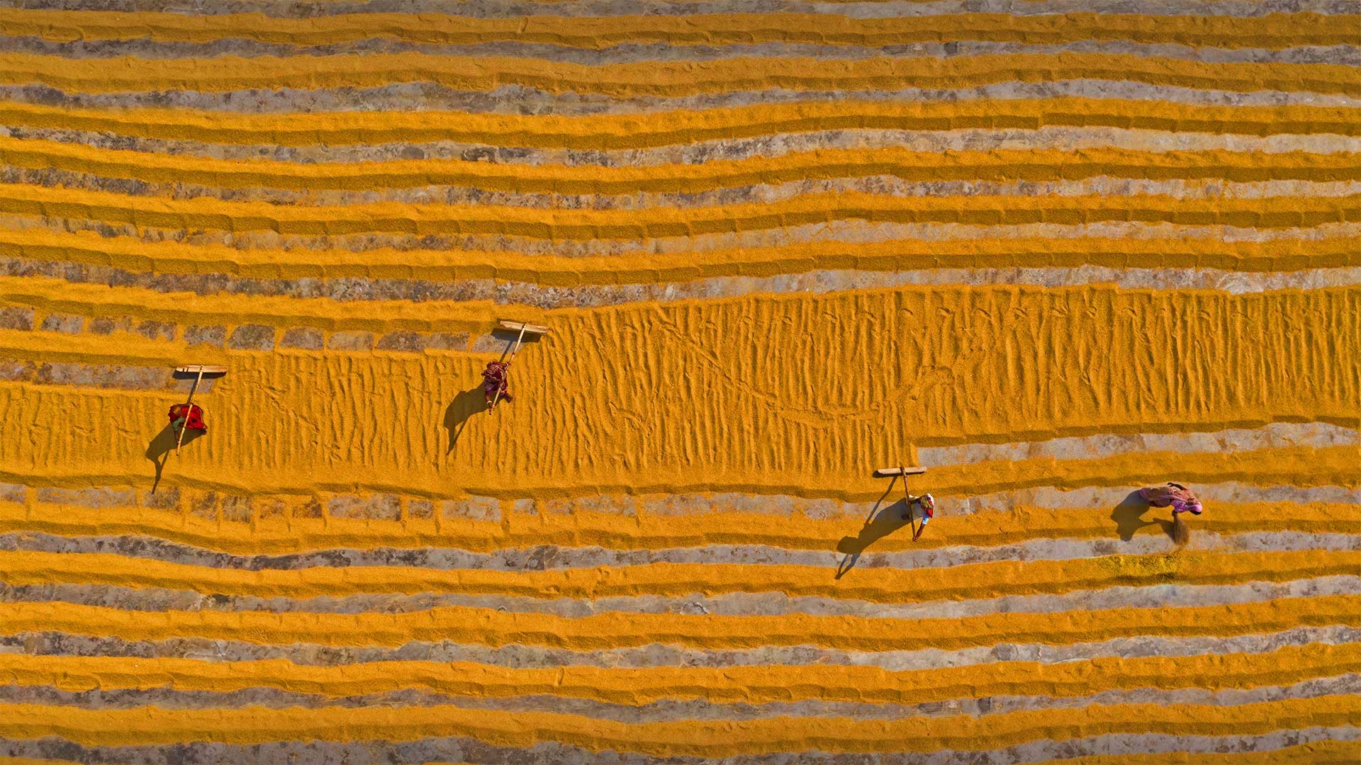 正在晾晒的大米，孟加拉国达卡 (© Amazing Aerial Agency/Offset by Shutterstock)(Bing China)