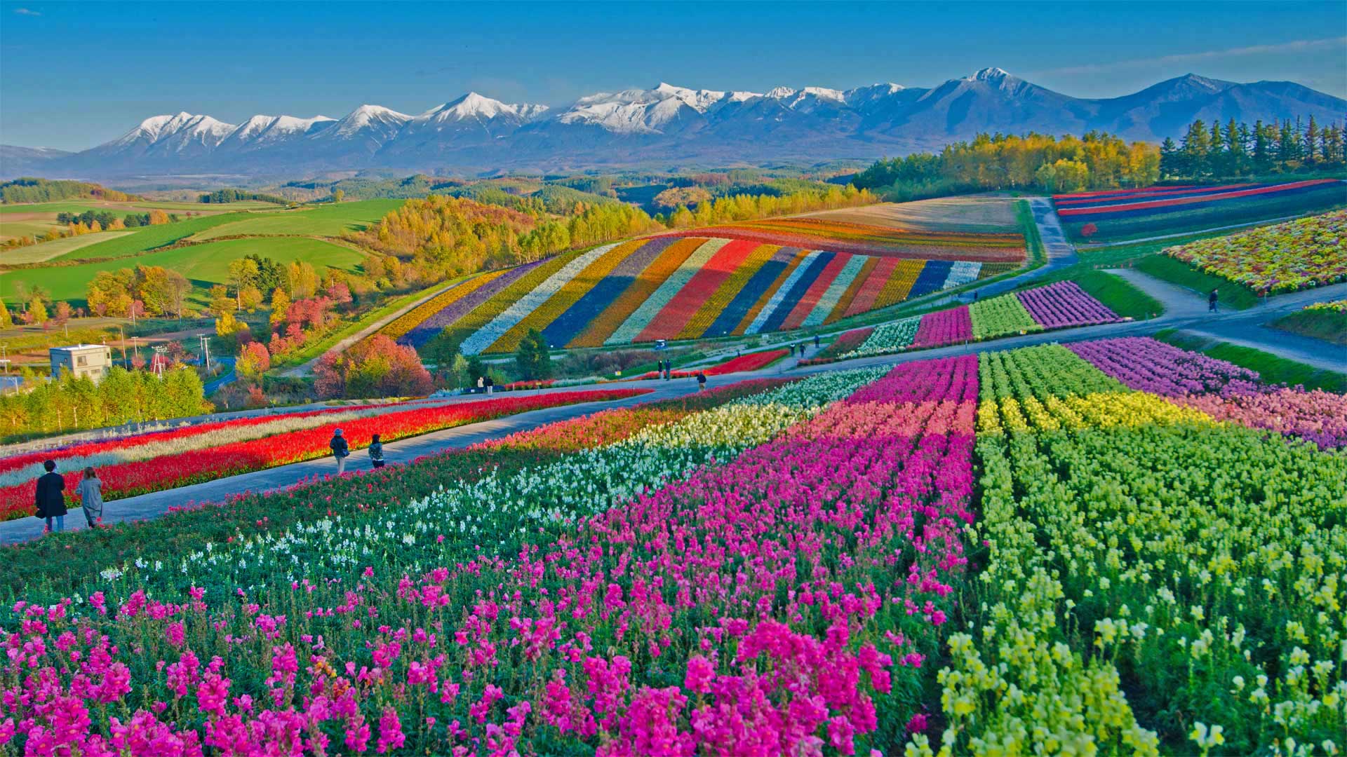 美瑛町的四季彩之丘，日本 (© Tanya Jones/Shutterstock)(Bing China)