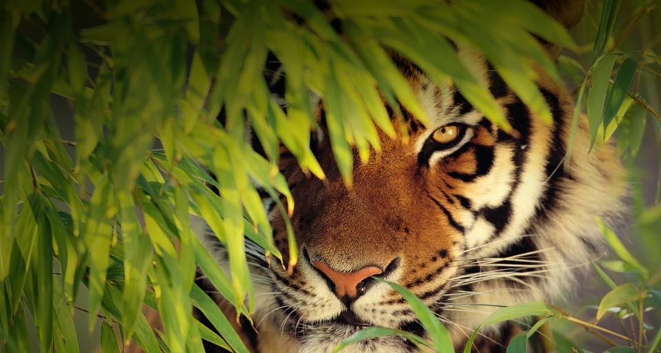 环保没有局外人：保护濒危物种 -- Renee Lynn/Corbis &copy; (Bing China)