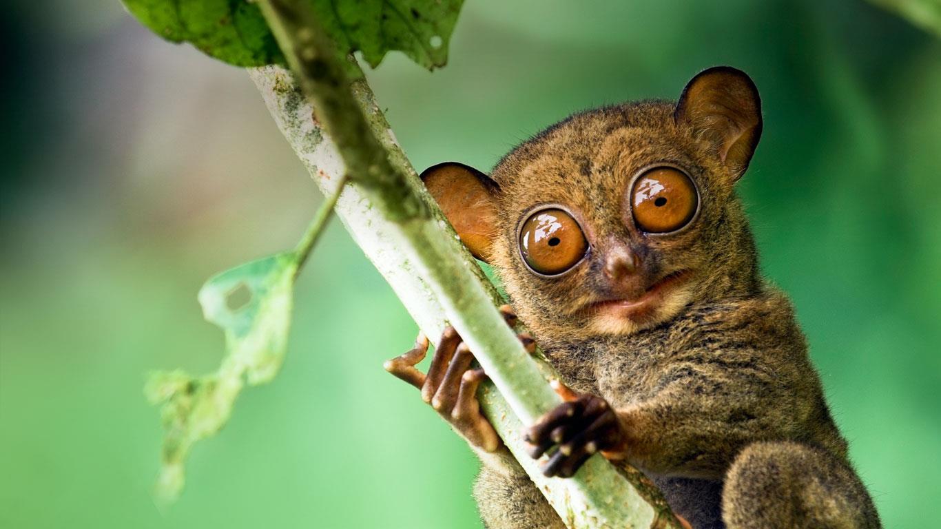 Western tarsier in a Malaysian rainforest in Danum Valley, Sabah, Borneo (© Steve Bloom Images/Alamy)(Bing Canada)