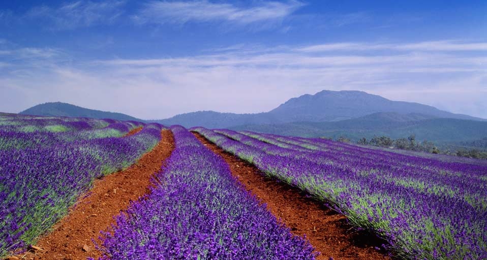 澳大利亚塔斯曼尼亚的薰衣草花田 -- SIME/eStock Photo &copy; (Bing China)