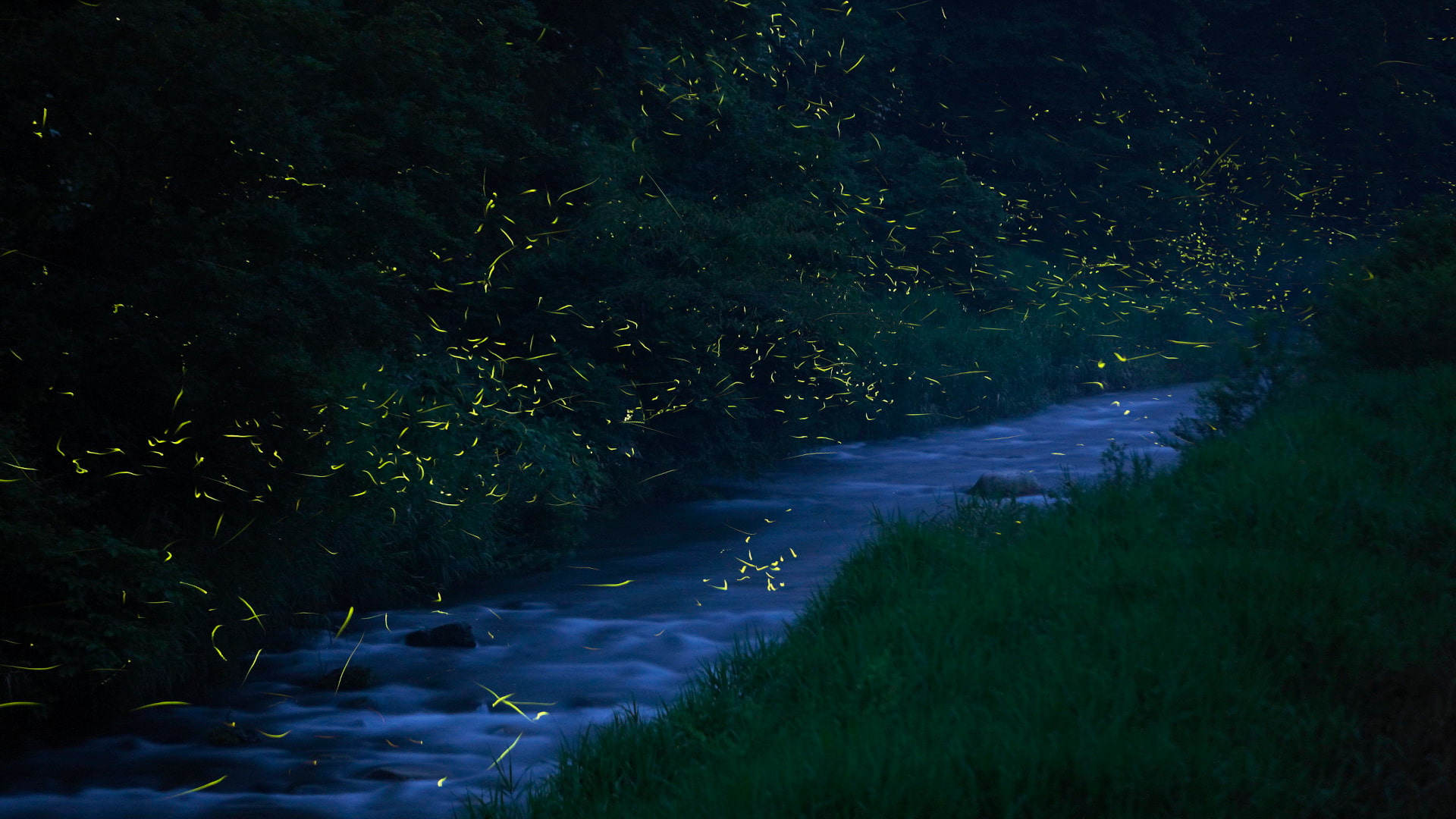 ｢福万来ホタル乃国｣鳥取県, 日南町 (© Yukihiro Fukuda/NPL/Minden Pictures)(Bing Japan)