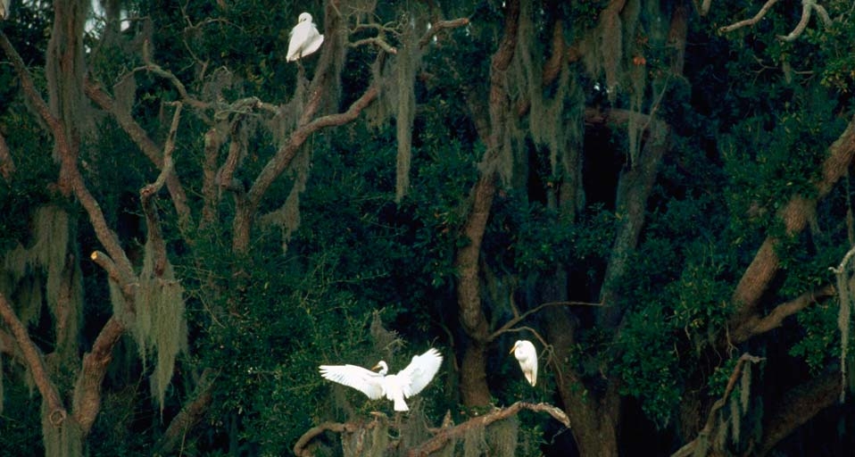White egrets perch on a live oak tree in Bayou Grand Caillou, Dulac, Louisiana -- Philip Gould/Corbis &copy; (Bing Canada)