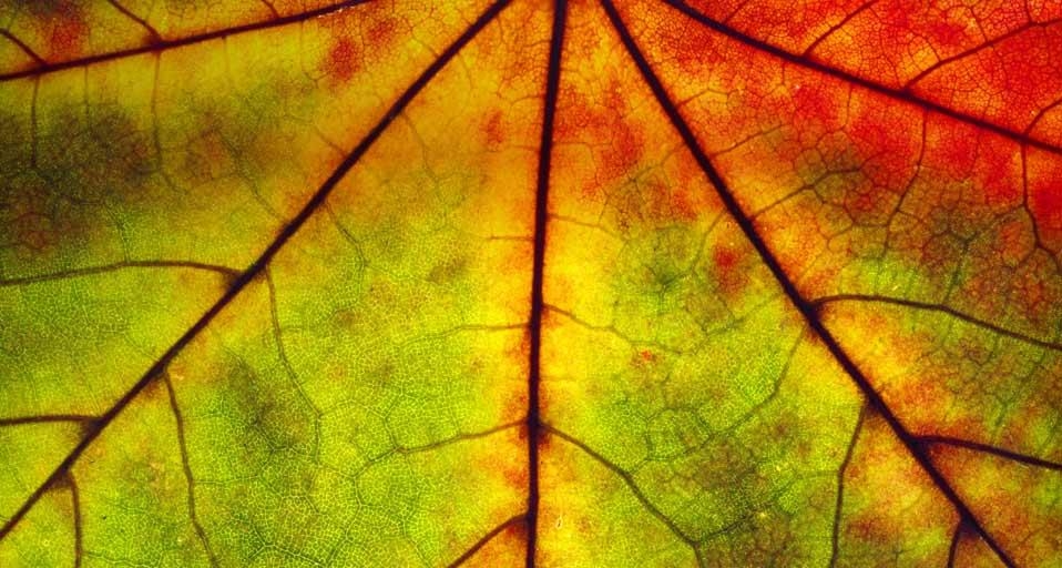 Detail of an autumn leaf (© Funkystock/age fotostock) &copy; (Bing Canada)