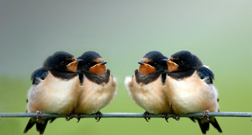 英国威尔士的一群家燕 (© David Slater/Aurora Photos) &copy; (Bing China)