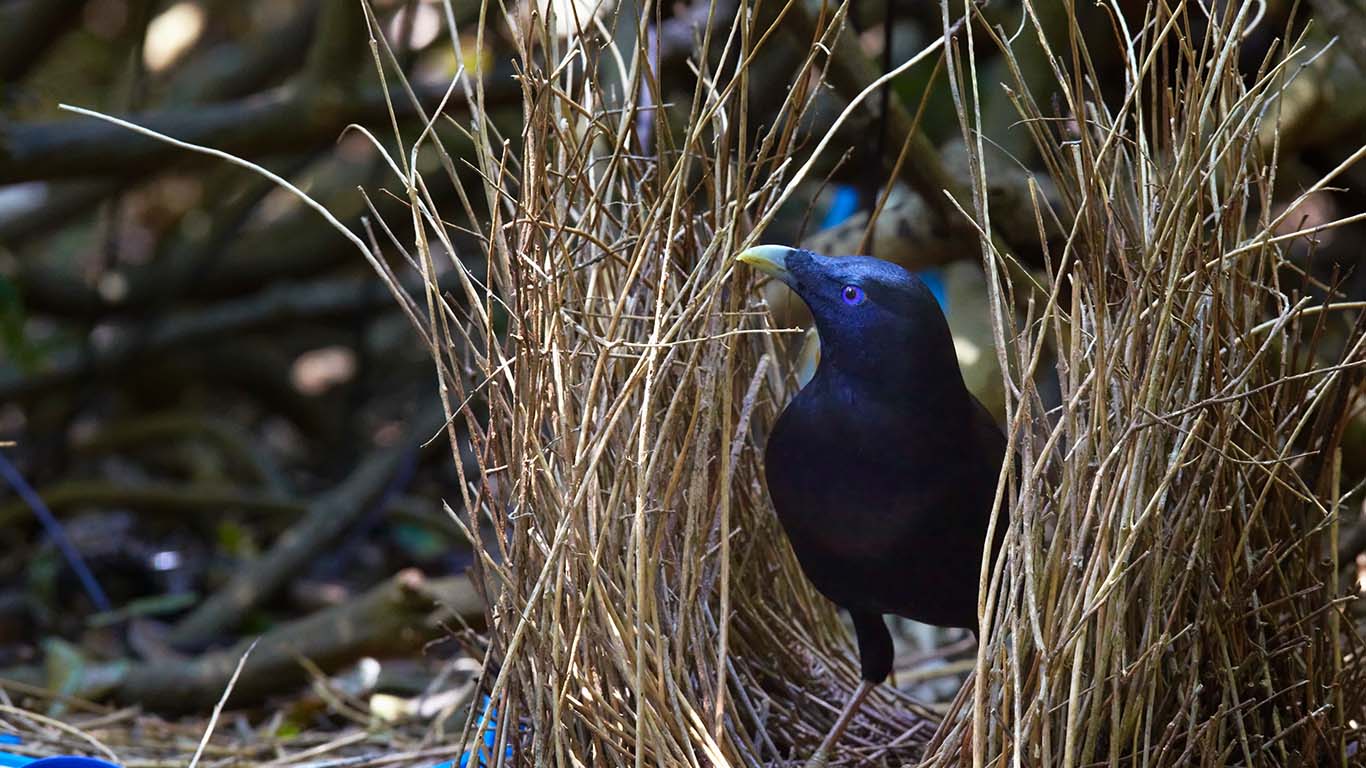 Satin bowerbird in Bunya Mountains National Park, Queensland (© Martin Willis/Minden Pictures)(Bing Australia)