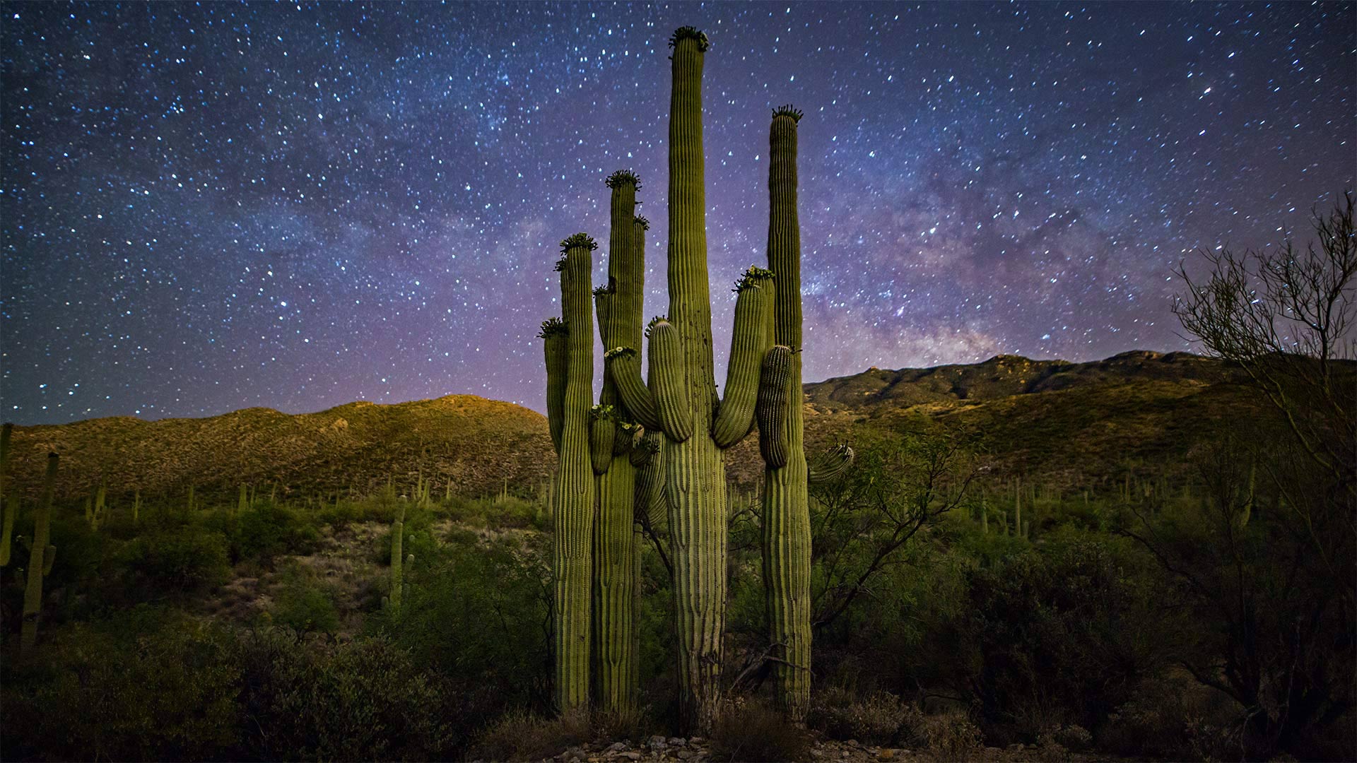 星空下的仙人掌家族，美国萨瓜罗国家公园 (© Christian Foto Az/Shutterstock)(Bing China)