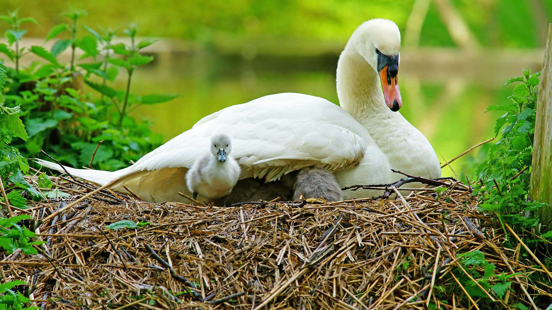 Swan and her cygnets on a nest in Stroud, Gloucestershire (© PJ photography/Shutterstock)(Bing United Kingdom)