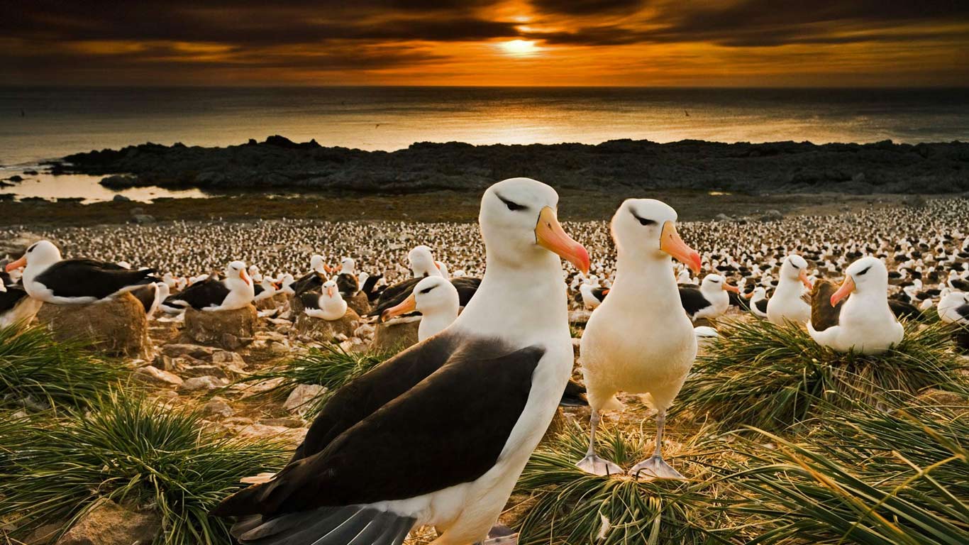 回到福克兰群岛的黑眉信天翁 (© Cultura RM/Alamy)(Bing China)