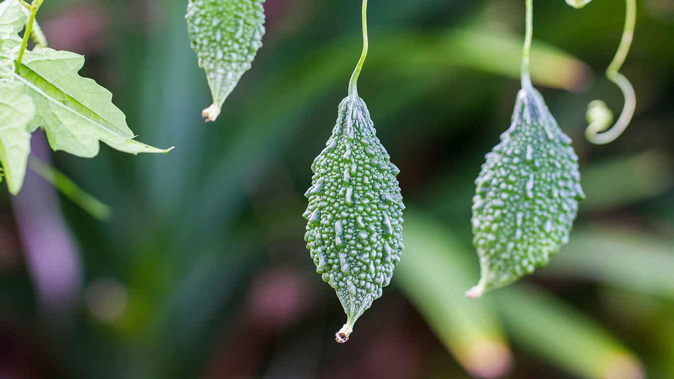 【今日大暑】苦瓜 (© konmesa/Shutterstock)(Bing China)