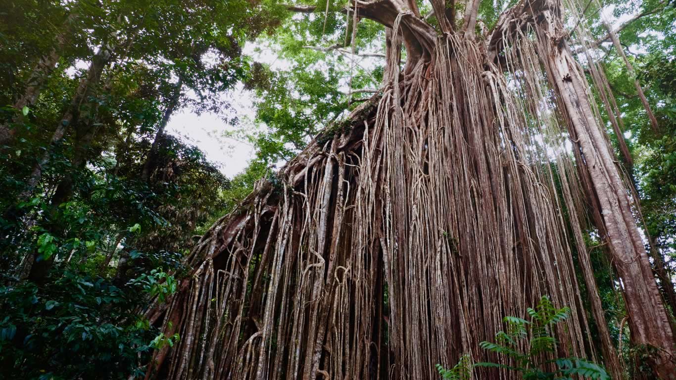 Curtain Fig Tree near Yungaburra on the Atherton Tableland, Queensland (© Konrad Wothe/Minden Pictures)(Bing Australia)