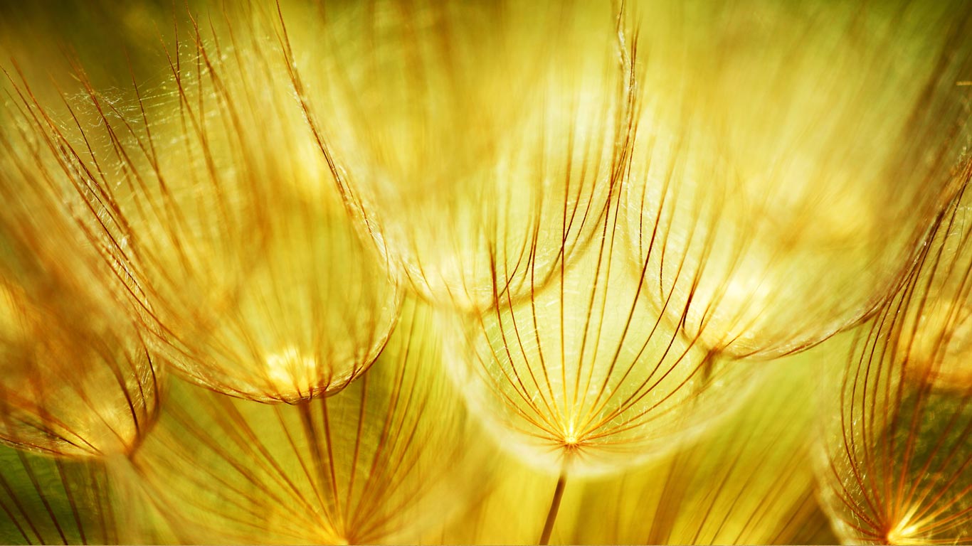 春景中柔美的蒲公英微距拍摄 (© Anna Omelchenko/Alamy)(Bing China)