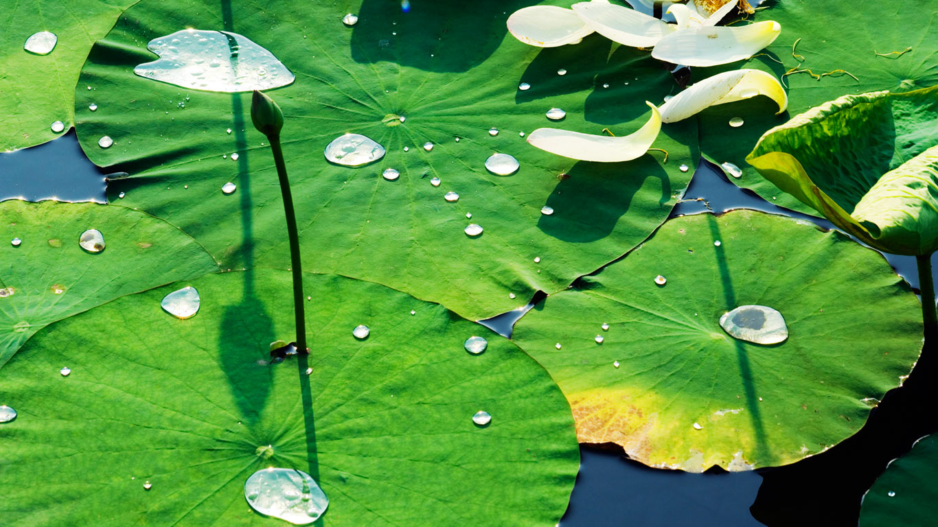 北京圆明园的睡莲 (© John Warburton Lee/Superstock)(Bing China)