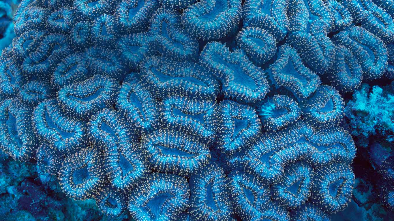 Fluorescing coral off the coast of Palau (© Norbert Wu/Corbis)(Bing Canada)
