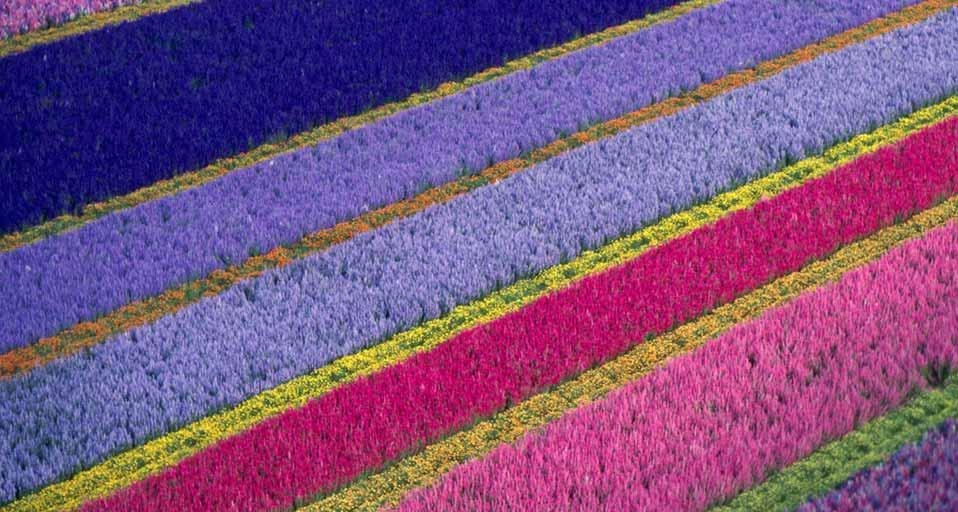 加州隆波克的花卉农场 (© Craig Aurness/Corbis) &copy; (Bing China)