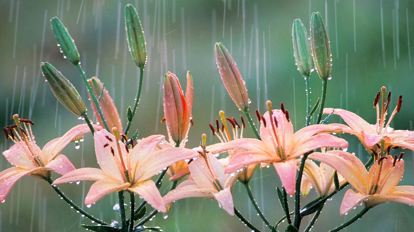 雨中的百合 (© FogStock/Alamy)(Bing China)