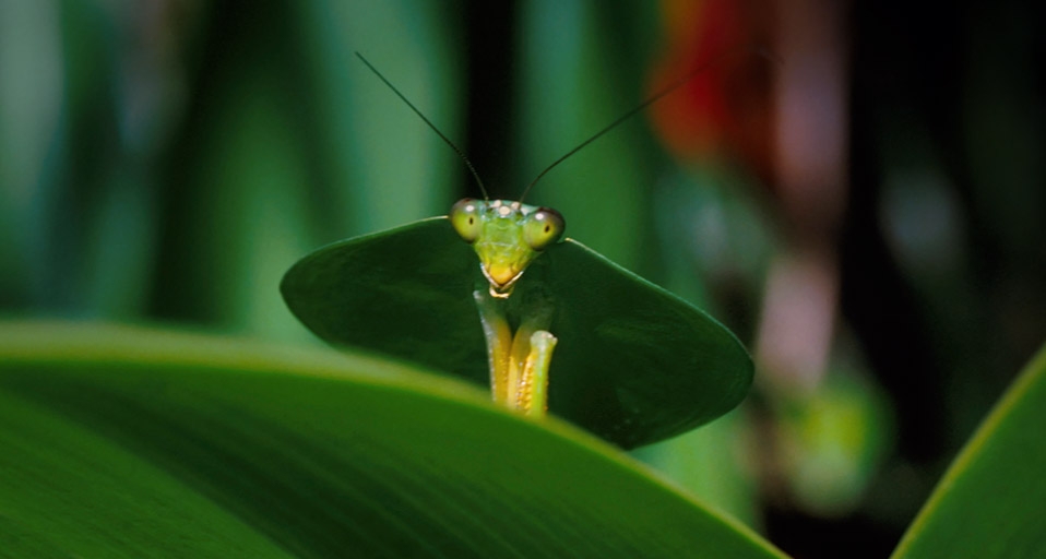 螳螂 (© Norbert Wu/Corbis) &copy; (Bing China)
