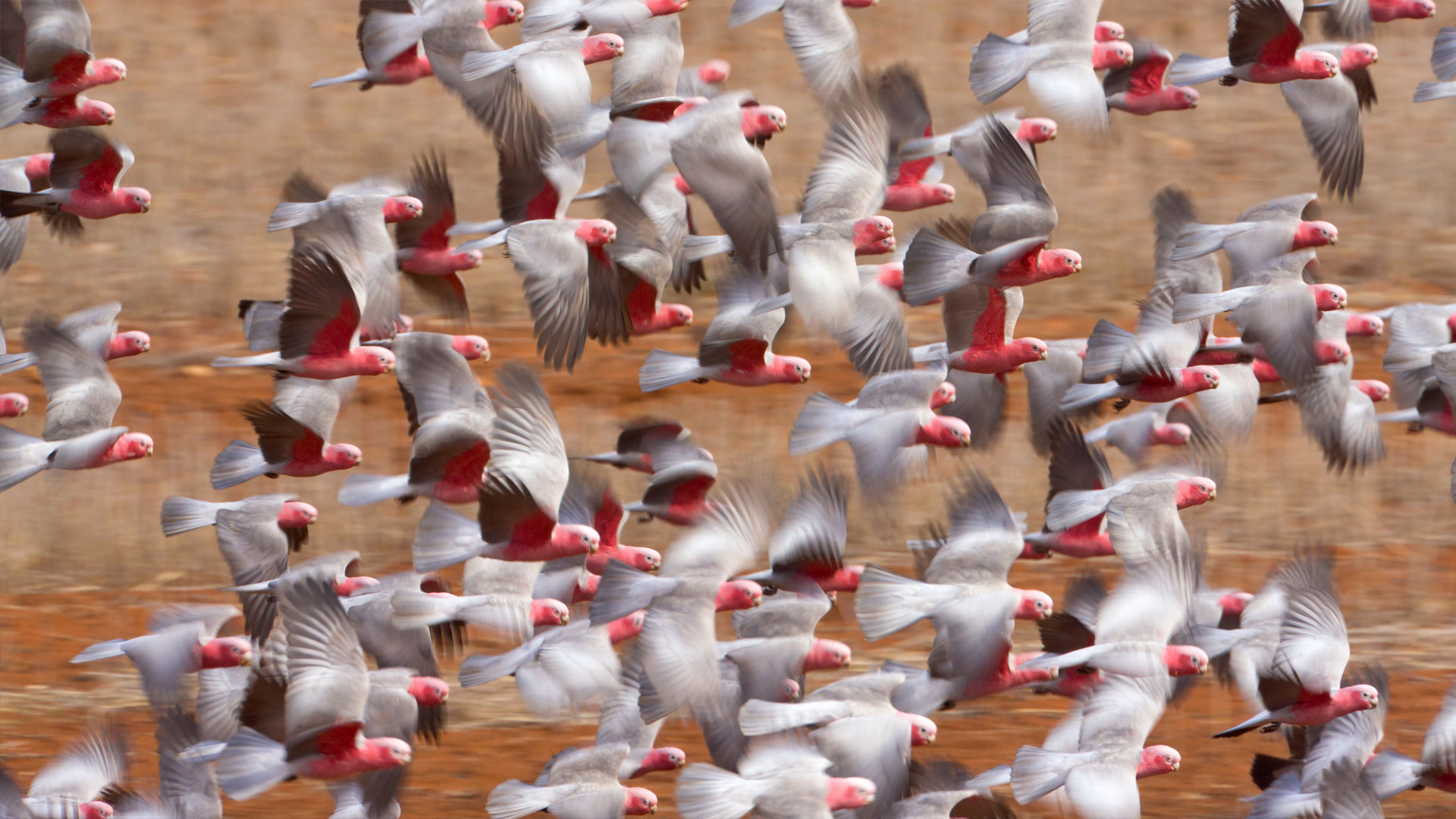 Galah (Eolophus roseicapilla) flock flying in Western Australia (© Yva Momatiuk and John Eastcott/Minden Pictures)(Bing Australia)